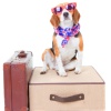 Travelling_dog-_Shutter_stock.jpg